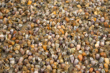 pebbles on beach