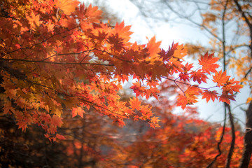 autumnal trees stained with autumn foliage.