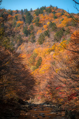 Obraz premium autumnal scenery of mountains stained with autumn foliage.