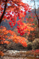 autumnal trees stained with autumn foliage.