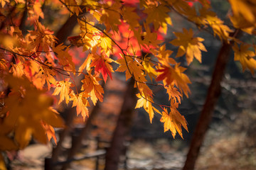autumnal trees stained with autumn foliage.