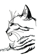 Sketch black marker sketch cat