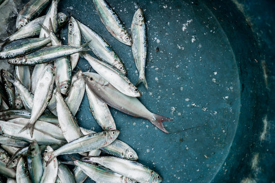 Overhead view of small silver fish in pan