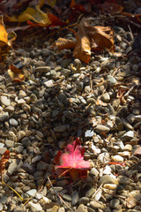 red leaf over stone trail