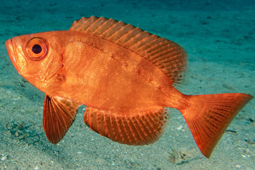 Fish swim in the Red Sea, colorful fish, Eilat Israel