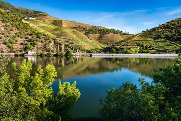 Vineyards of the Douro valley in Portugal.