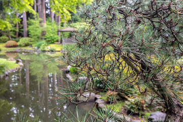 Obraz na płótnie Canvas Trees in Japanese Gardens, Vancouver, BC, Canada
