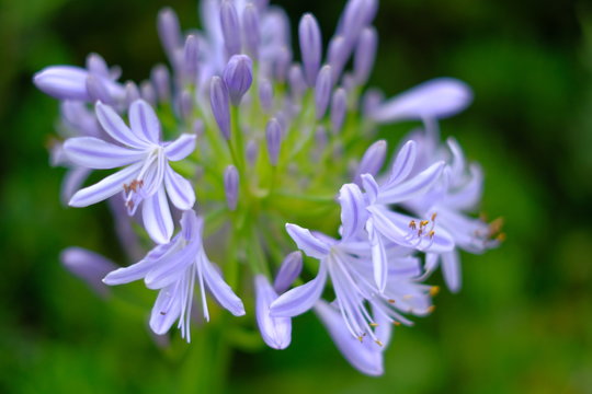 孝房田中photos Images Assets Adobe Stock