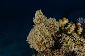 Coral reefs and water plants in the Red Sea, Eilat Israel
