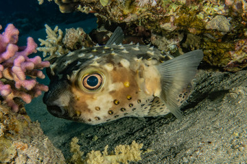 Fish swim in the Red Sea, colorful fish, Eilat Israel