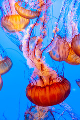 sea nettle