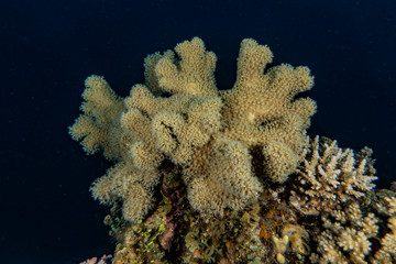 Coral reefs and water plants in the Red Sea, Eilat Israel