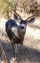 Black-tailed deer in Northern California woodlands