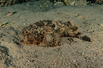 Fish swim in the Red Sea, colorful fish, Eilat Israel