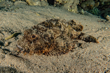 Fish swim in the Red Sea, colorful fish, Eilat Israel