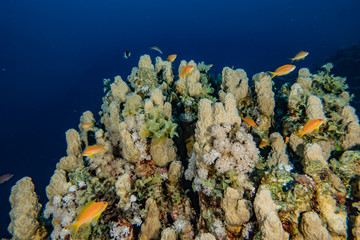 Coral reefs and water plants in the Red Sea, Eilat Israel