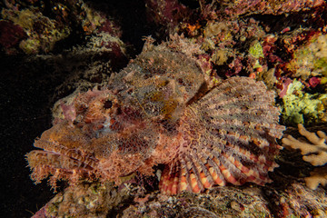 Fish swim in the Red Sea, colorful fish, Eilat Israel