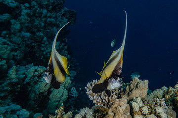 Fish swim in the Red Sea, colorful fish, Eilat Israel