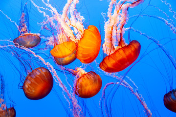sea nettle