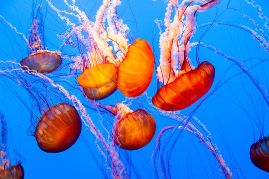 sea nettle