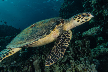 Obraz premium sea turtle in the Red Sea, dahab, blue lagoon sinai