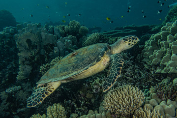 Naklejka na ściany i meble sea turtle in the Red Sea, dahab, blue lagoon sinai