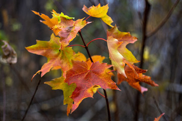 autumn leaves on maple tree