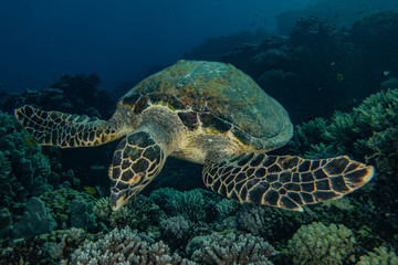 Fototapeta premium sea turtle in the Red Sea, dahab, blue lagoon sinai