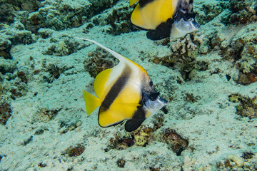 Fototapeta na wymiar Fish swim in the Red Sea, colorful fish, Eilat Israel