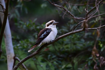 bird on a branch, Kookabura, NSW, Australia