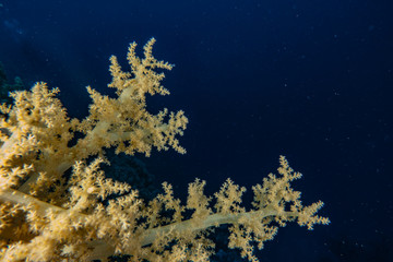 Coral reefs and water plants in the Red Sea, Eilat Israel