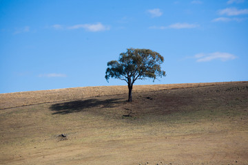 lone tree on hill