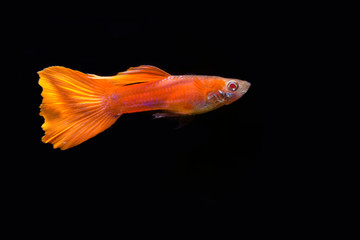 Superb male albino full red guppy fish 