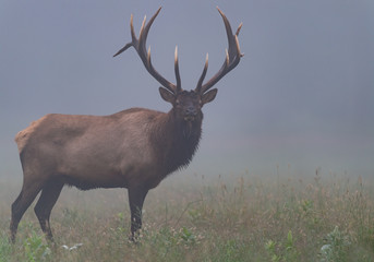 Bull Elk in the morning mist.