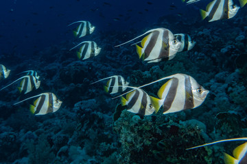 Fish swim in the Red Sea, colorful fish, Eilat Israel