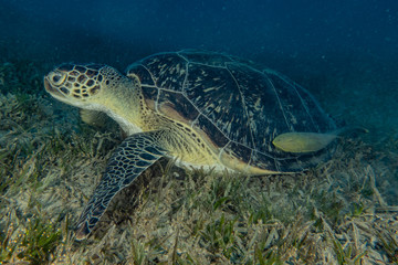 Obraz na płótnie Canvas sea turtle in the Red Sea, dahab, blue lagoon sinai