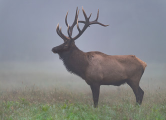 Profile of a Bull Elk.