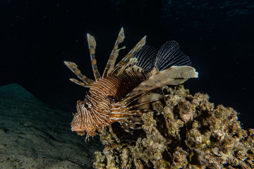 Lion fish in the Red Sea colorful fish, Eilat Israel