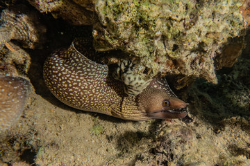 Fototapeta premium Moray eel Mooray lycodontis undulatus in the Red Sea, eilat israel
