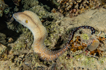 Moray eel Mooray lycodontis undulatus in the Red Sea, eilat israel - obrazy, fototapety, plakaty