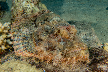 Fish swim in the Red Sea, colorful fish, Eilat Israel
