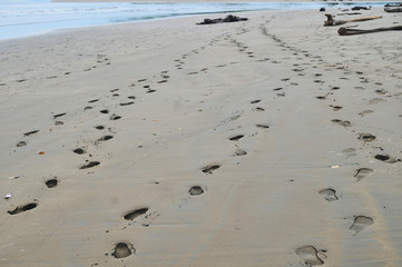 Huellas hacia el mar