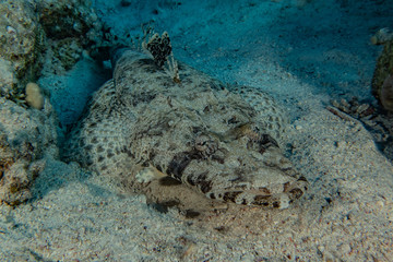 Fish swim in the Red Sea, colorful fish, Eilat Israel