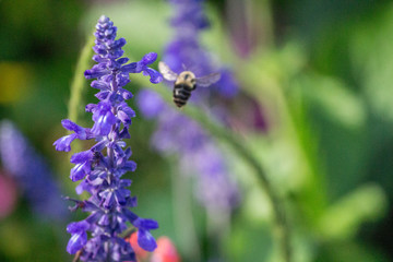 Bumble Bee with Purple Flowers 