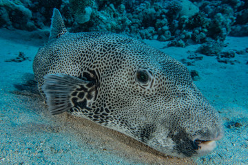 Fototapeta premium Fish swim in the Red Sea, colorful fish, Eilat Israel
