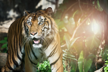 Photos of tiger naturally.