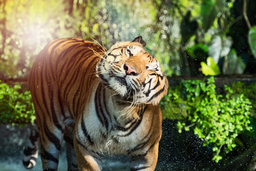 Photos of tiger naturally.