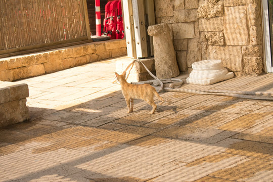 cate