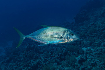 Fototapeta premium Fish swim in the Red Sea, colorful fish, Eilat Israel
