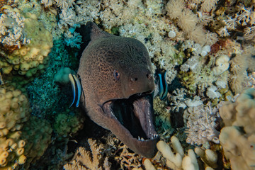 Moray eel Mooray lycodontis undulatus in the Red Sea, eilat israel